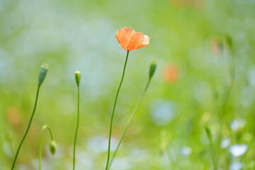 red poppy flower