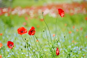 poppy flowers in field