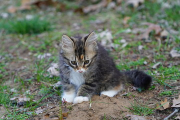 Tortoiseshell tabby kitten playing around on the ground outside during spring.