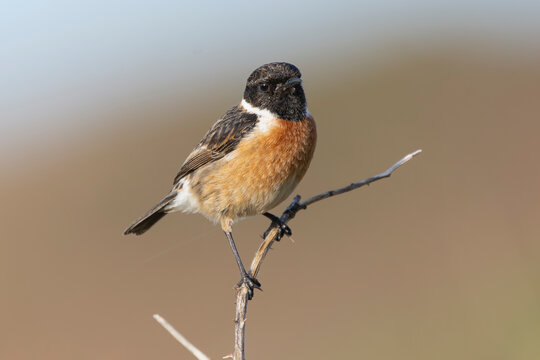 European stonechat - Saxicola rubicola male perched with colorful background. Photo from nearby Baltimore in Ireland.	