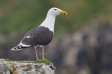 Obraz premium Great black-backed gull - Larus marinus on rock with dark background. Photo from Cape Clear Island in Ireland.