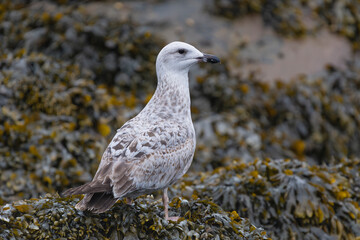 European herring gull - Larus argentatus on rocks with dark seaweed in background. Photo from Cape Clear Island in Ireland.