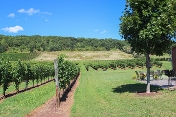 Obraz premium Vineyard in Nova Scotia
