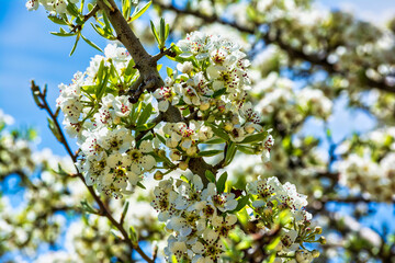 Branches of a blooming almond tree in early spring on the blue sky background