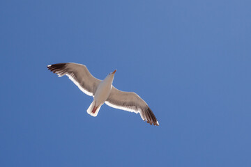 california gull flying under blue sky