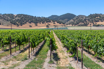 Fototapeta na wymiar vineyard in California in Napa valley, USA