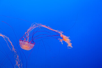 jelly fish in the blue sea
