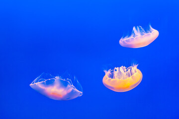 jelly fish in the blue sea
