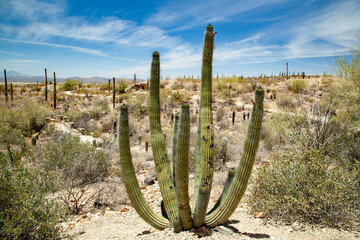 the Sonoran desert near Tucson with large cacti and wild vegetation