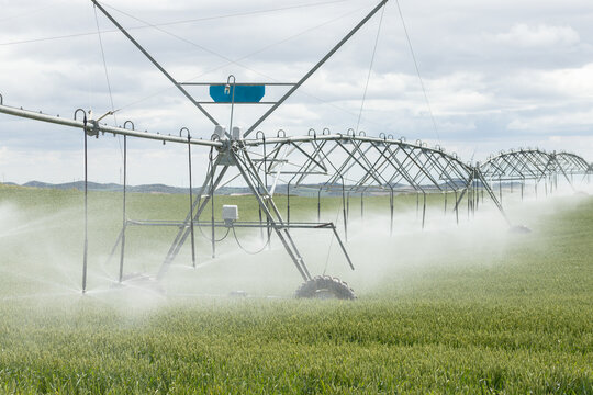 Sprinkler irrigation system irrigating a green wheat field. Agricultural concept.