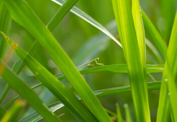 Photo of Mantodea grasshopper in a thicket of grass.