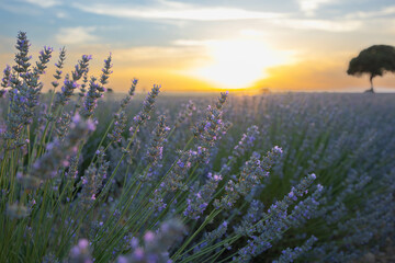 lavender field and tree at sunset, with sun and lavender plants
