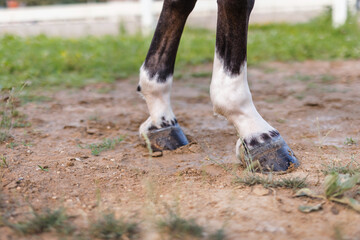 Chestnut horse with white leg markings walking on the green grass, four-beat gait, close up shot.