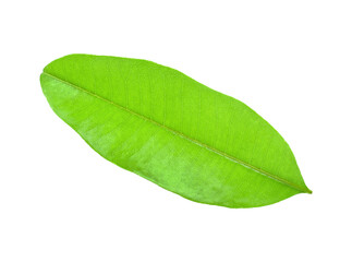 Fototapeta na wymiar sapodilla leaf tree transparent png