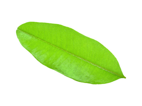 sapodilla leaf tree transparent png