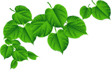 Naklejka na ściany i meble green leaf. icon of green leaf. Eco friendly style. Green foliage. Warm season. Summer. Nature. for natural, eco, vegan, bio labels