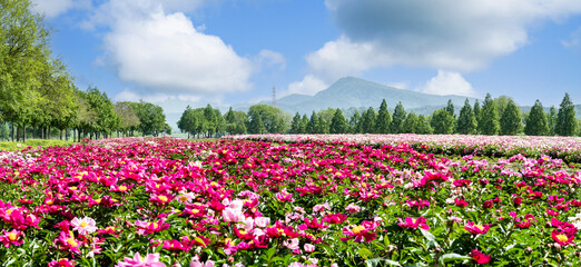 A wide and beautiful peony flower field in full bloom