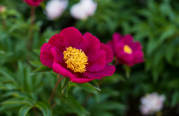 A wide and beautiful peony flower field in full bloom