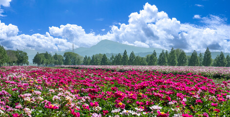 A wide and beautiful peony flower field in full bloom
