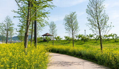Riverside scenery with yellow rapeseed flowers in full bloom among tall trees