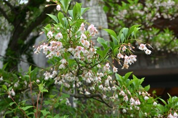 Japanese snowbell ( Styrax japonica ) flowers.
Styracaceae deciduous tree. White flowers bloom downward in early summer.