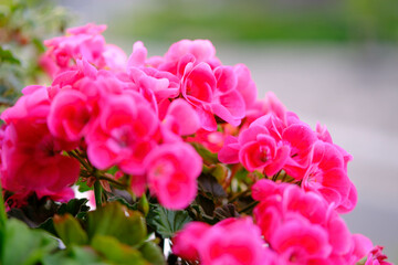 Fototapeta premium ピンク色のゼラニウムの花びらを背景をぼかして浮き上がらせる。露出を明るく仕上げる。