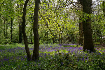 Bluebells in woodland, Suffolk, England