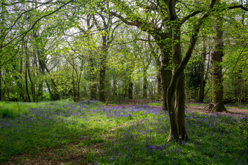 Bluebells in woodland, Suffolk, England