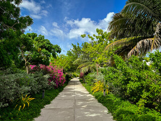 View of a path with a lush vegetation leading to Camana Bay, a waterfront place, Grand Cayman, Cayman Island - 601543066