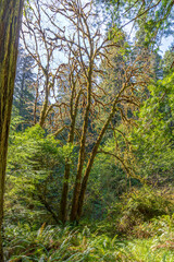Fototapeta na wymiar Sunlight through the Redwoods in Redwood National Park