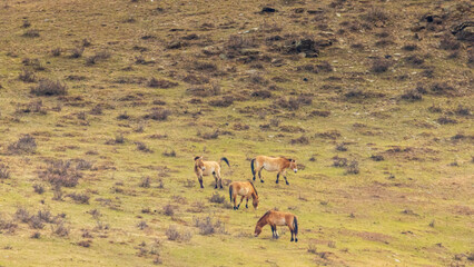 モンゴル　草原　野生馬　タヒの群れ