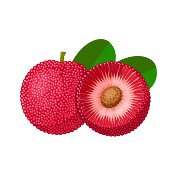 Vector illustration, Bayberry or Myrica rubra, also called Yangmei, isolated on white background.