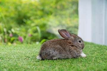 Fluffy curiosity rabbit bunny sitting green grass in spring summer background. Infant dwarf bunny brown white rabbit playful on lawn with white background. Cute animal furry pet concept.