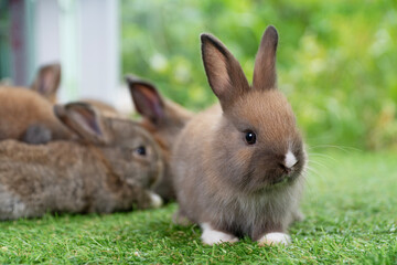 Adorable baby rabbits ears bunny sitting together on the green grass. Family tiny furry baby brown white bunny rabbits playful on the meadow. Easter family animal pet bunny concept.
