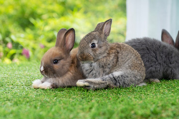 Cuddly furry rabbit bunny sitting and playful together on green grass over natural background. Lovely little bunny brown grey rabbit cleaning body with family on grass. Easter newborn mammal pet famil