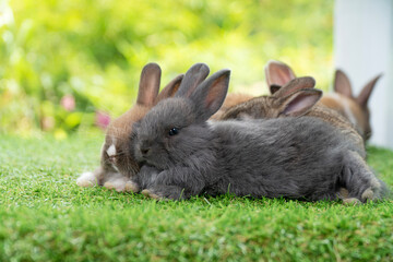Cuddly furry rabbit bunny sitting and lying down sleep together on green grass over natural background. Close up face little rabbit bunny sitting together on spring grass. Select focus. Easter bunny.