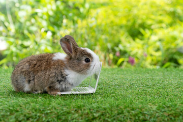 Adorable baby rabbit bunny with small laptop sitting on the green grass. Lovely infant rabbit white brown bunny looking at notebook screen on lawn natural background. Easter fluffy animal pet concept.