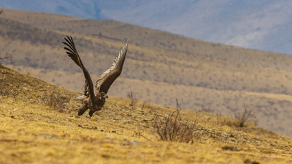 Naklejka premium 羽ばたくクロハゲワシ モンゴル ホスタイ国立公園