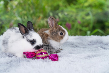 Tiny infant rabbits bunny playful together sitting beside decorative ball Christmas on white soft carpet over green bokeh nature background.Healthy two little baby rabbits bunny resting on soft carpet