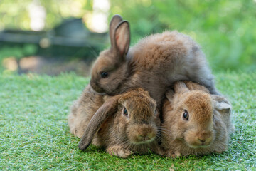 Cuddly furry rabbit bunny brown with family sitting and playful together on green grass over natural background. Group of family baby bunny spring time on lawn. Easter newborn bunny family pet concept