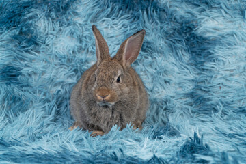 Lovely healthy baby rabbit ear bunny sitting playful on blue background. Little tiny furry brown infant bunny bright eyes rabbit watching something on carpet blue background. Easter animal pet.