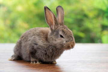 Lovely baby rabbit furry bunny looking something sitting alone on wooden over blurred green nature background. Adorable little bunny ears rabbit playful on green spring time. Easter animal concept.