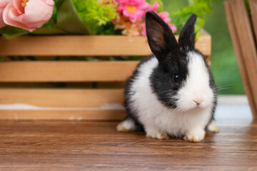 Obraz premium Lovely rabbit ears bunny cleaning leg paw on green grass with flowers over spring time nature background. Little baby rabbit white black bunny curiosity clean paw sitting on meadow summer background.