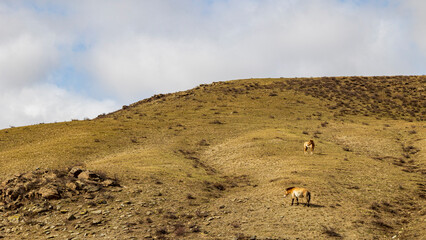 モンゴル　草原　野生馬　タヒ