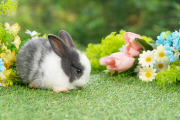 Lovely rabbit ears bunny cleaning leg paw on green grass with flowers over spring time nature...