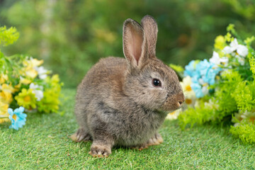 Lovely rabbit ears bunny sitting playful on green grass with flowers over spring time nature...