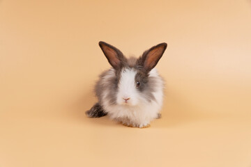 Adorable baby rabbit bunny looking at something while sitting over isolated pastel background with copy space.Cuddly furry rabbit white black bunny playful on yellow. Easter holiday animal pet concept