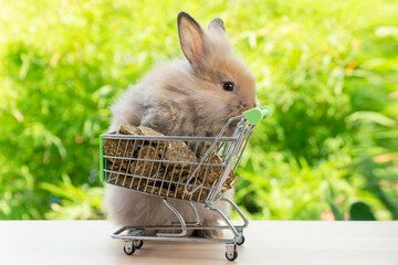 Adorable baby rabbit bunny pushing shopping basket cart with cookie carrot standing over green...