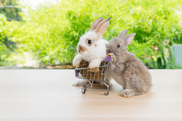 Two adorable baby rabbit bunny pushing red shopping basket cart with cookie carrot while standing on legs over green nature background. Easter holiday furry bunny animal and shopping online concept.
