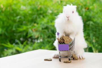 Adorable baby rabbit fur hare bunny pushing purple shopping basket cart with cookie carrot standing legs over green nature background. Easter holiday white bunny animal and shopping online concept.